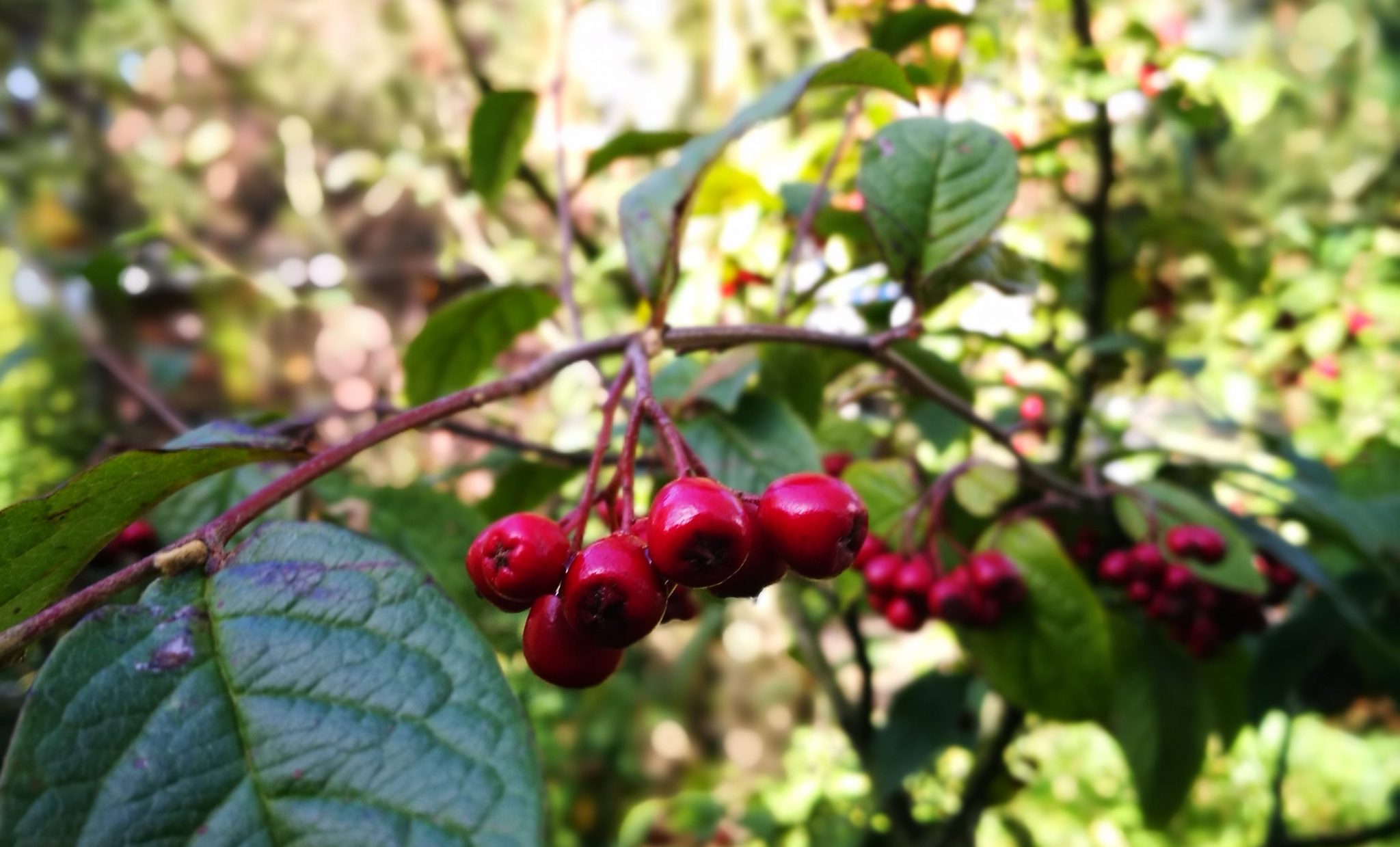 Ast mit Beeren im Hotelgarten Friesenhuus