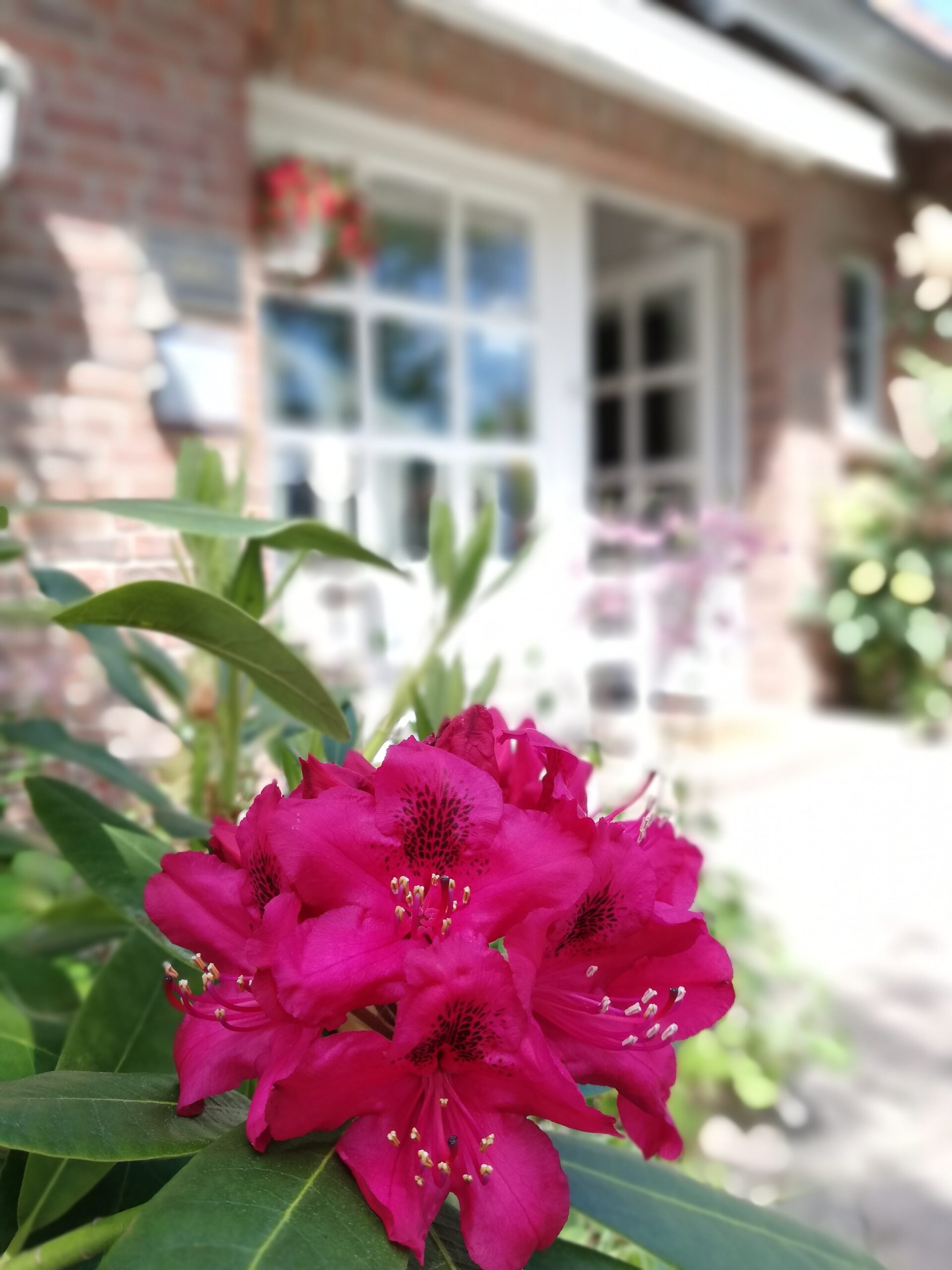 Blühende Blumen im Terrassenbereich eines Hotelzimmers