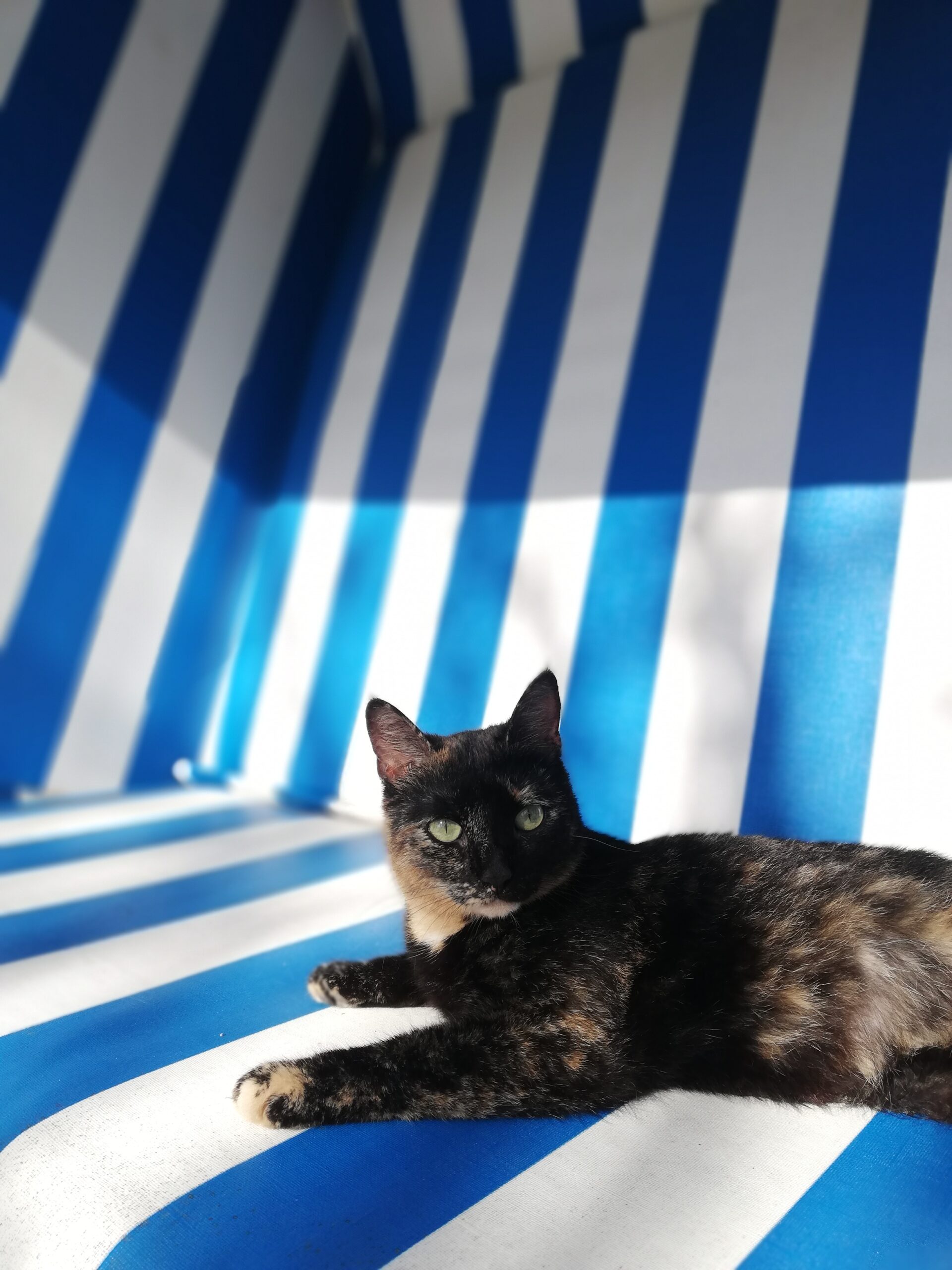 Katze sitzt in einem Strandkorb